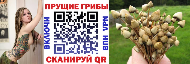 Псилоцибиновые грибы Psilocybe  Джанкой 